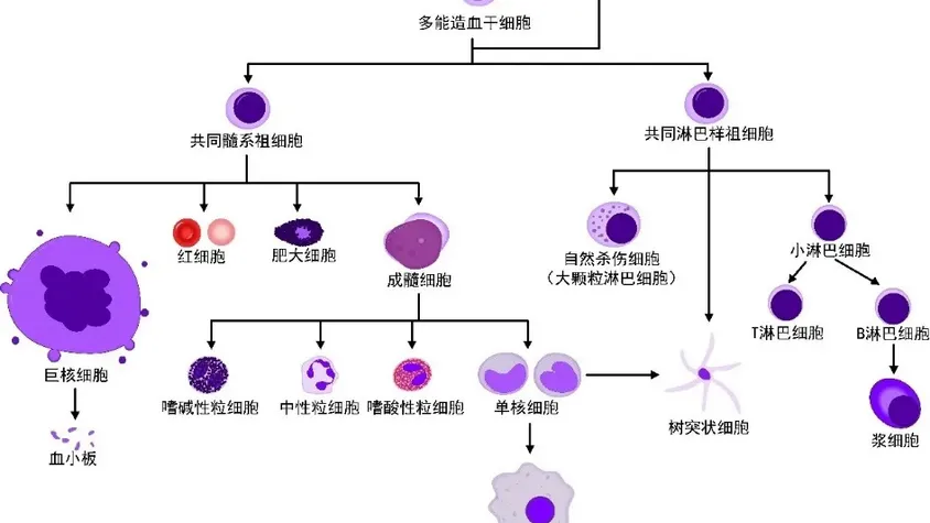 肿瘤浸润免疫细胞 VS 肿瘤：一场拉锯战，如何实时看？