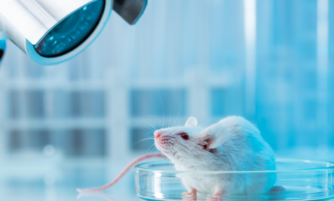 什么？发表文章没有好数据？试试重度免疫缺陷B-NDG小鼠吧！