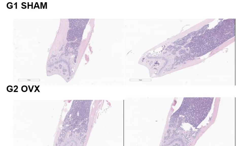 骨质疏松症小鼠模型携手Micro-CT助力&ldquo;骨矿银行&rdquo;