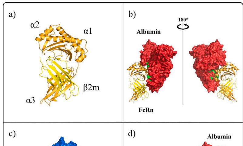 FcRn的套路，延长抗体半衰期