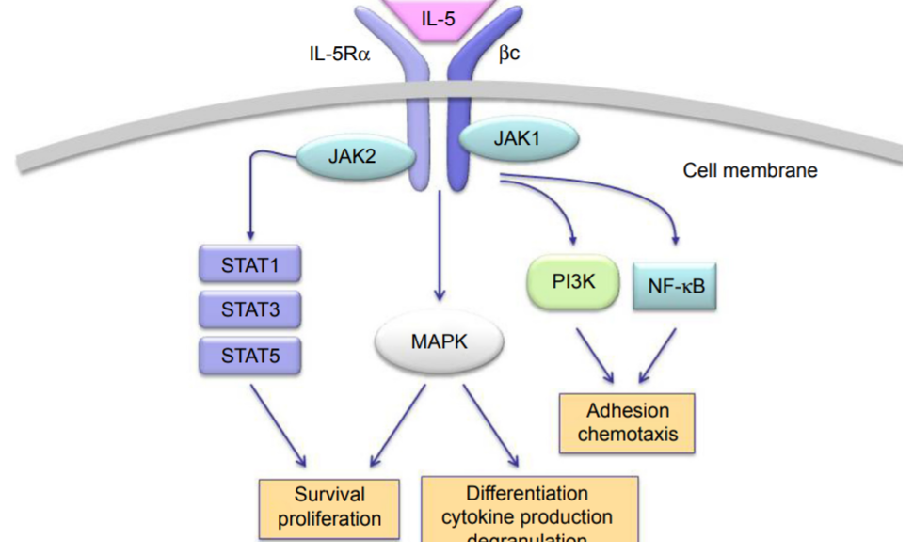 自身免疫疾病潜力靶点--IL-5 & IL-5R&alpha;