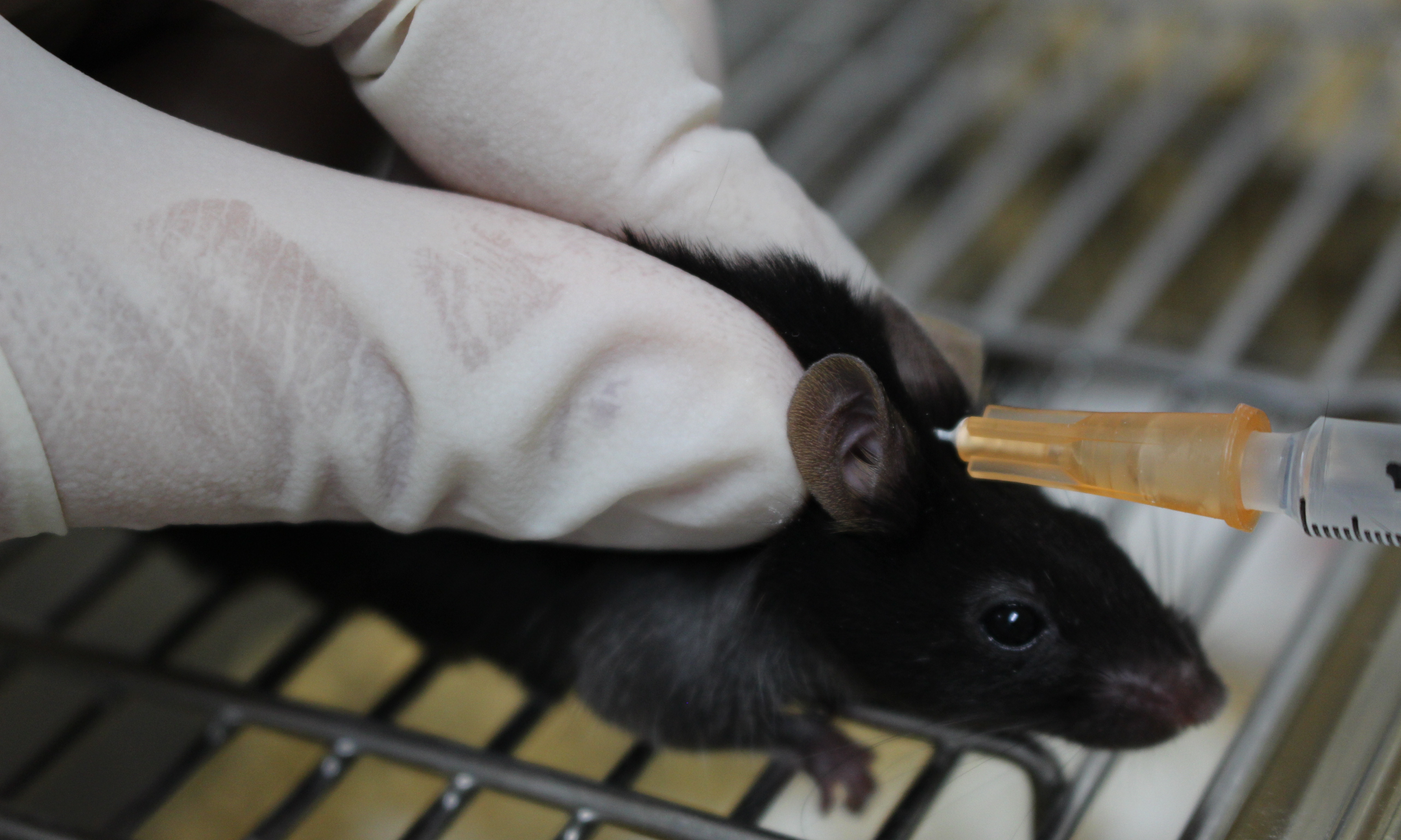 实验操作-正确的小鼠注射方法