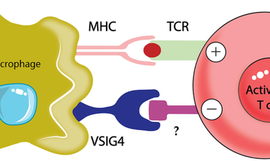 巨噬细胞重编程或将是免疫治疗耐药的解法？