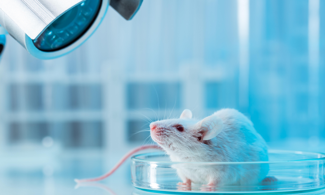 实验操作-小鼠安乐死方法