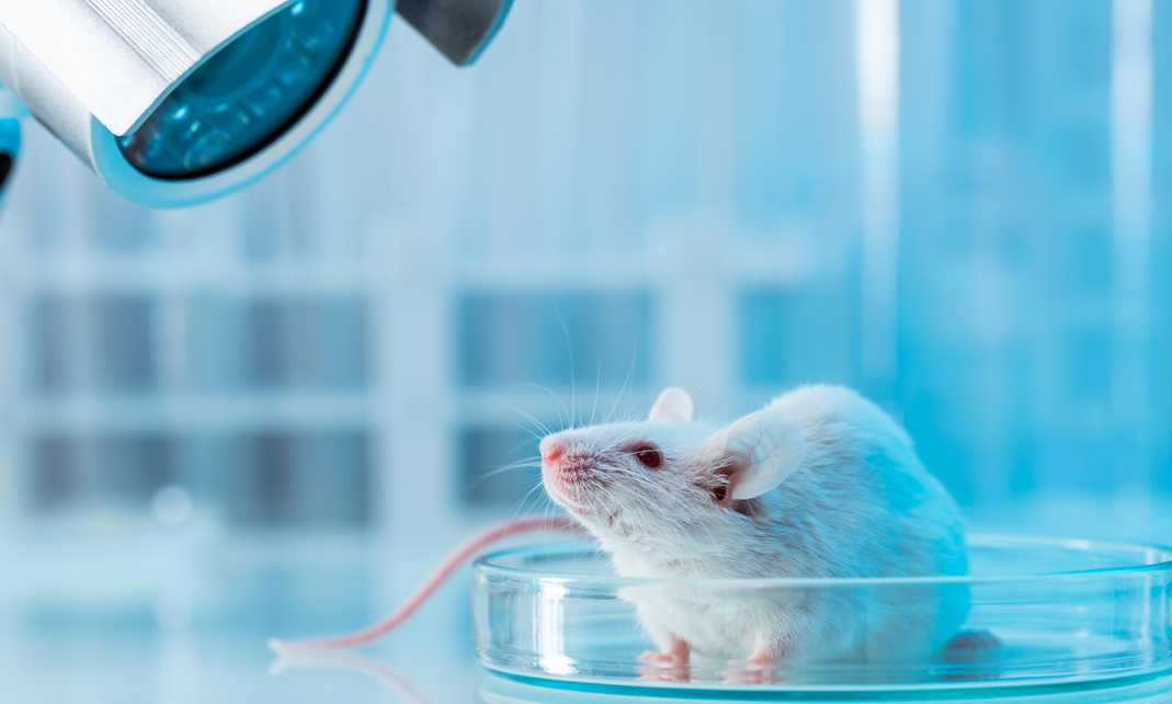 实验操作-小鼠术中/术后镇痛