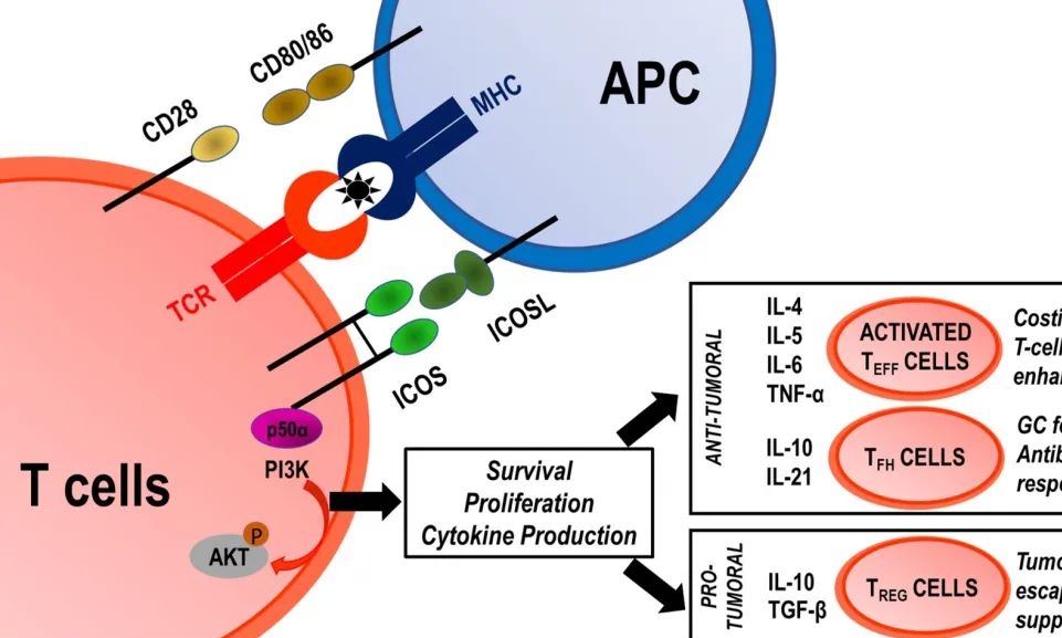靶点布局 | ICOS靶点能否成为肿瘤免疫治疗的新星？