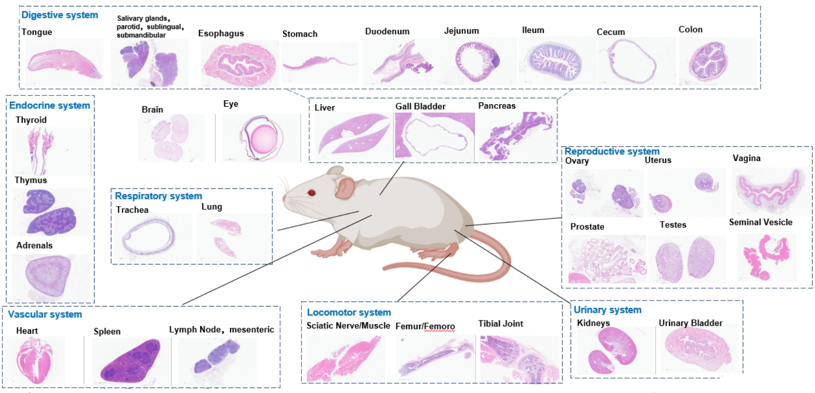 【病理专题】小鼠组织取材