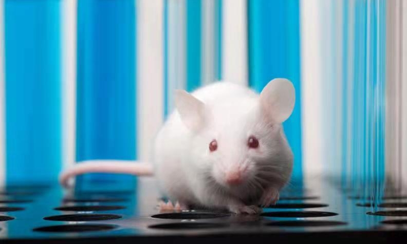 揭秘卵子的体外之旅--小鼠体外受精过程介绍！