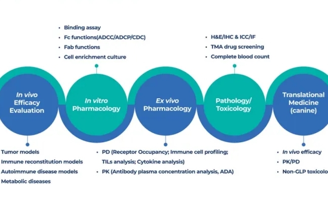 靶点人源化小鼠品系突破1000+，助力全球新药研发精准评估