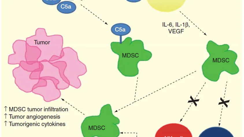 新品速递丨补体系统新靶点药物研究模型B-hC5AR1 mice&B-hC5/hC5AR1 mice