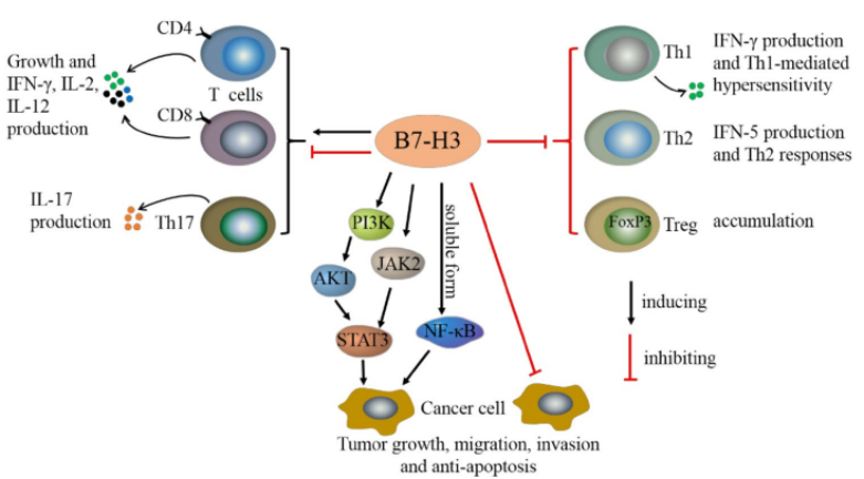肿瘤免疫治疗新浪潮，B7-H3靶点初现优势