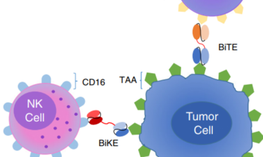 靶向CD16A，激活先天免疫系统的ADCC效应