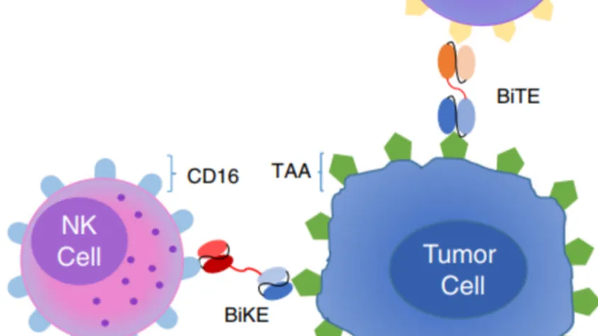 靶向CD16A，激活先天免疫系统的ADCC效应