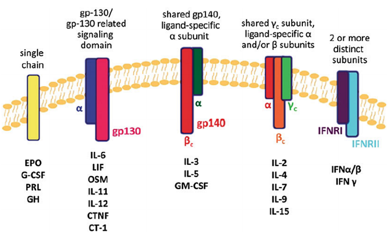IL2RA，免疫治疗领域的潜力股