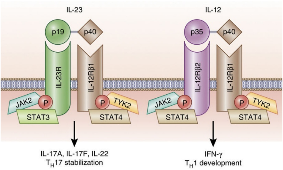 靶点速递｜抗炎、抗肿瘤热门靶点- IL-12
