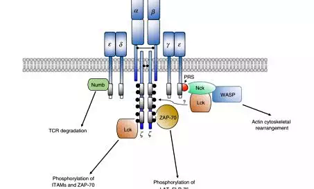 B-hCD3E/h4-1BB mice助力双抗新药研发