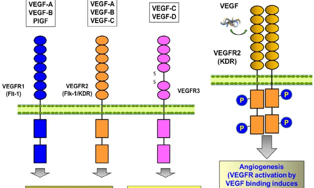 阻断VEGFR2，让肿瘤弹尽粮绝！