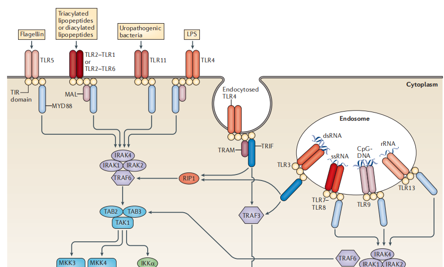 TLR激动剂助力新一代ADC药物研发