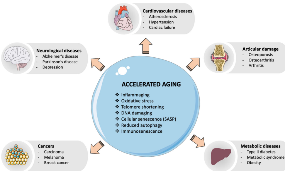 老龄鼠自发肿瘤模型，在更自然的疾病发生场景中进行新药研发