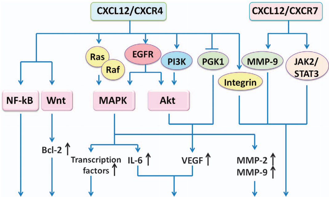 进攻多面手，肿瘤、自免疾病治疗&ldquo;新&rdquo;锐-CXCR家族