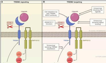 解锁炎症和肿瘤免疫治疗领域新靶点：TREM1&TREM2