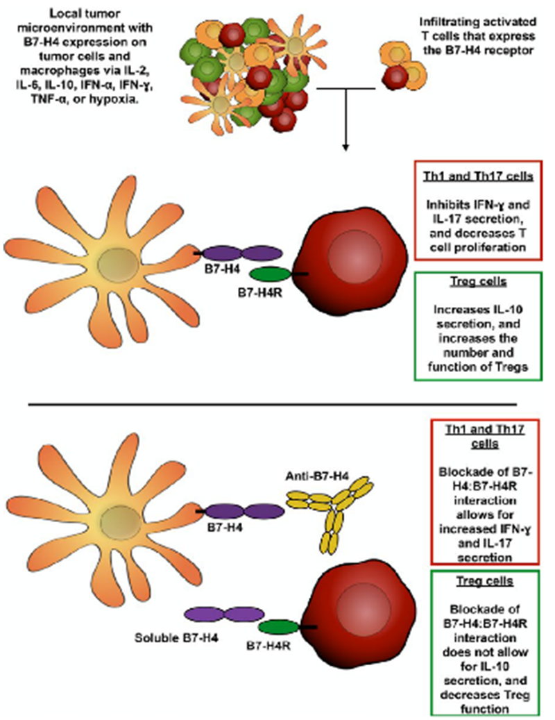 B7-H4 | B7家族又一肿瘤治疗潜力靶点