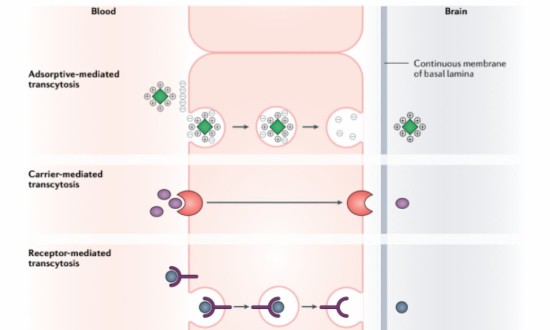 跨越 BBB 的输送，那些被&ldquo;劫持&rdquo;的 RMT 受体
