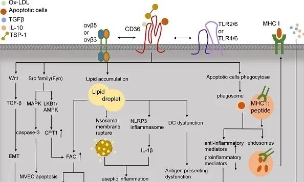 癌症治疗新靶点：清道夫受体CD36调控肿瘤免疫
