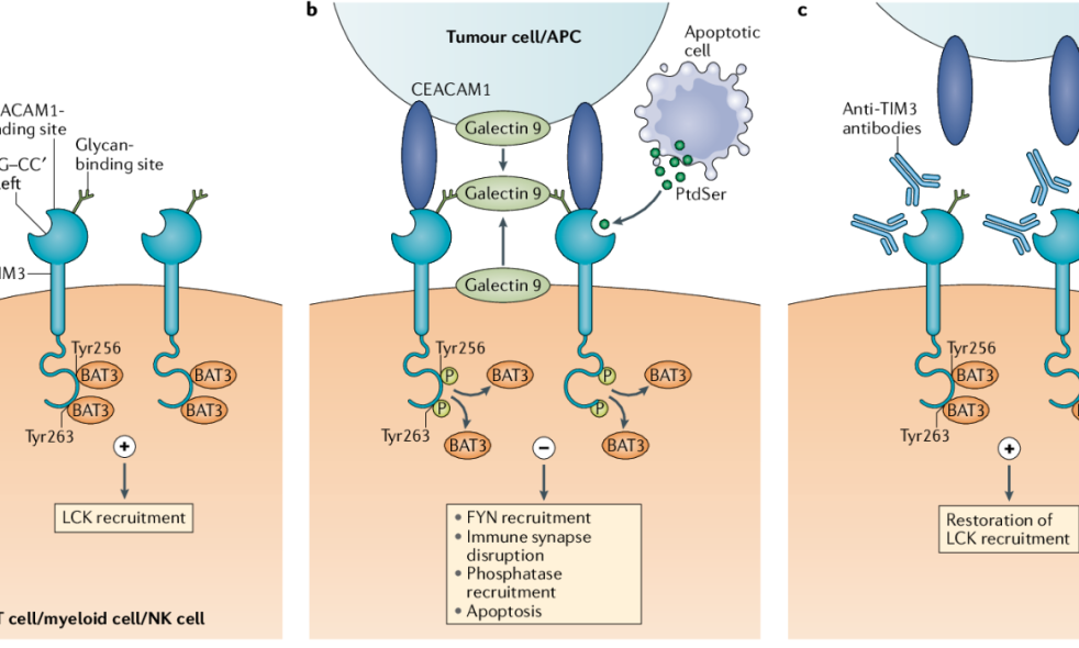 肿瘤免疫治疗的赛道上，新型靶点TIM3全面布局