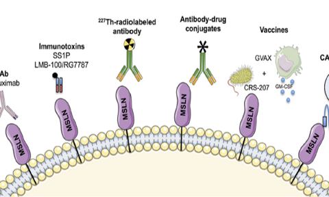 扬帆起航：MSLN靶点治疗带来抗癌治疗&ldquo;新生机&rdquo;