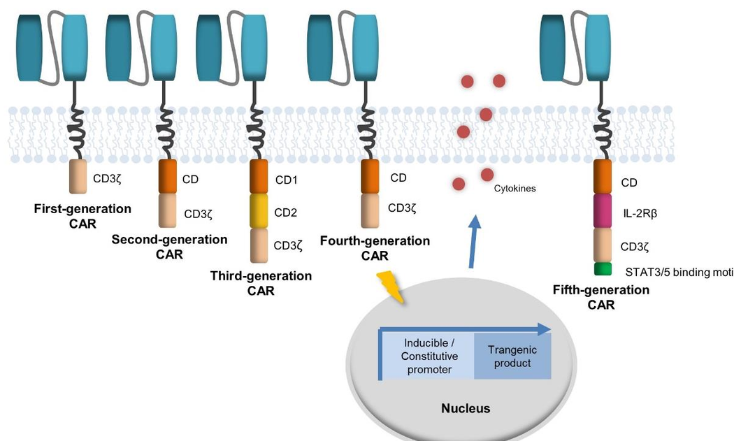 CAR疗法：从CAR-T到CAR-NK和CAR-M