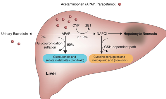 常用的急性肝损伤造模方法，你都知道吗？