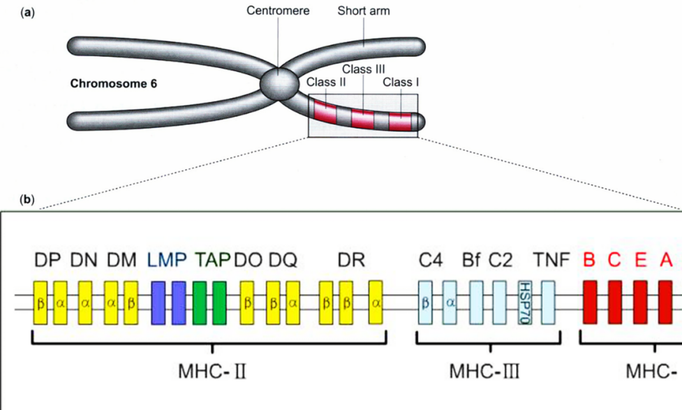 基因&ldquo;身份证&rdquo;--人类白细胞抗原：HLA