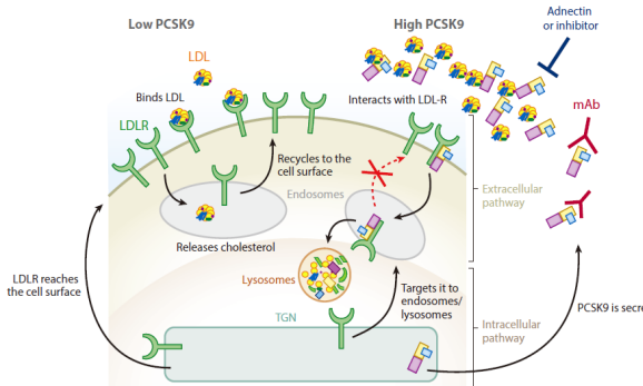 降脂领域的开拓者--新型靶点PCSK9