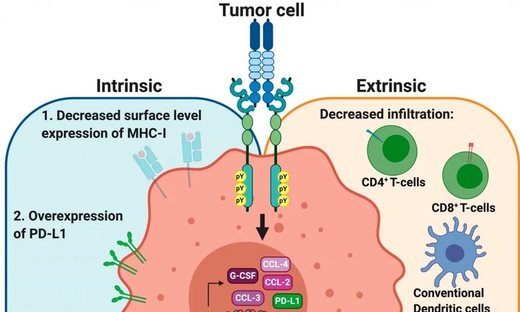 介导肿瘤耐药及免疫逃逸的潜力靶点：GAS6/TAM