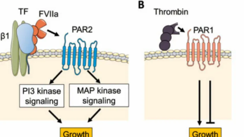 人源化肿瘤细胞系养成记