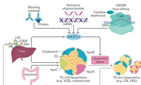 新一代降脂药物靶点-ANGPTLs