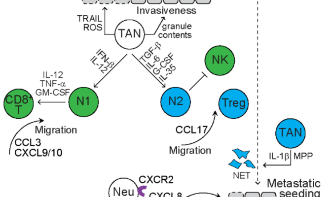 调节肿瘤微环境的&ldquo;遥控器&rdquo;--肿瘤相关髓系细胞TAMC