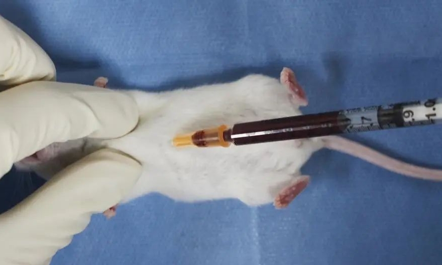 实验操作 - 常用实验小鼠采血方法