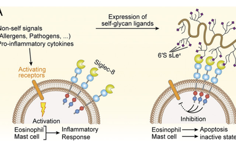 SIGLEC8: 免疫治疗新方向