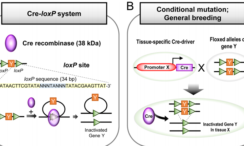 Cre-loxP妙用，可视化mRNA递送