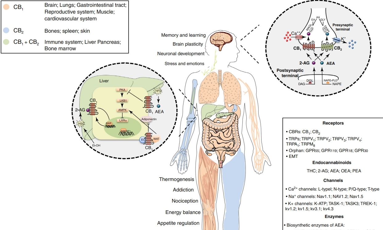 老靶点开拓减肥新方向，大麻素受体CB1/CB2的机遇与挑战！