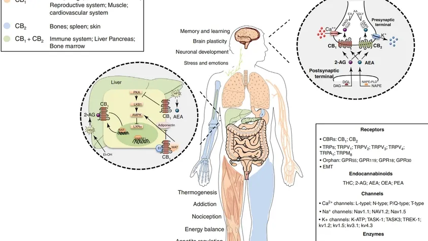 老靶点开拓减肥新方向，大麻素受体CB1/CB2的机遇与挑战！