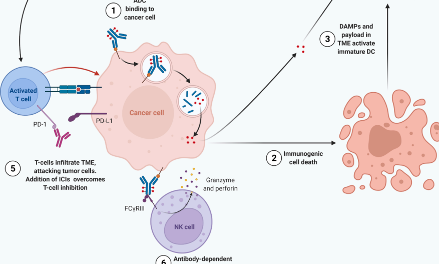 临床前ADCs与IO联用治疗肿瘤动物模型-免疫重建人源化小鼠模型