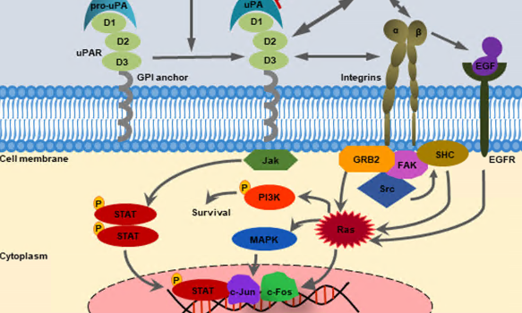 uPA/uPAR，纤溶系统的关键角色--在疾病治疗中的潜力
