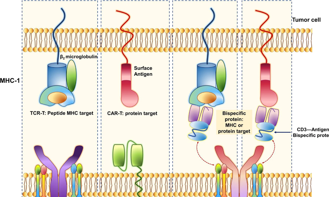 CAR-T再起风云，火热的细胞治疗依旧燃烧