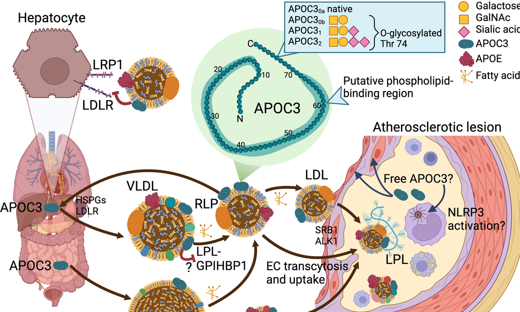 APOC3，降脂治疗领域的新兴靶点