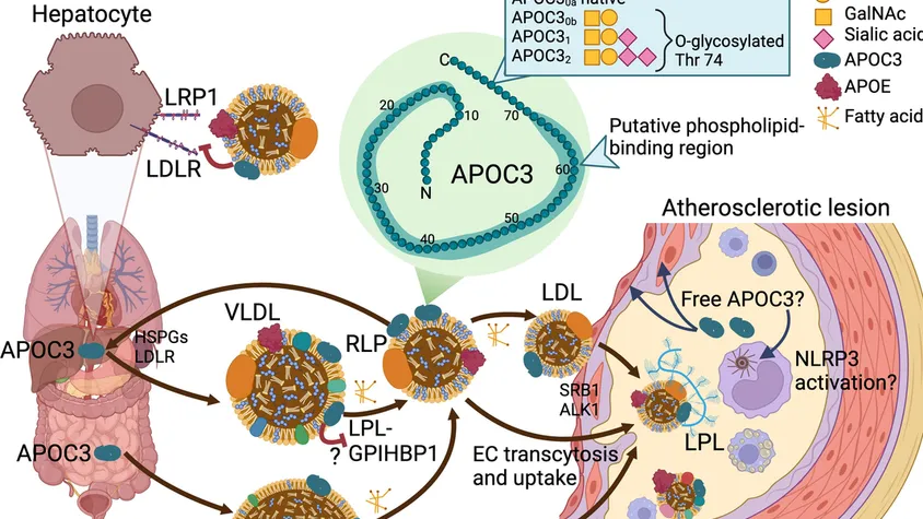 APOC3，降脂治疗领域的新兴靶点