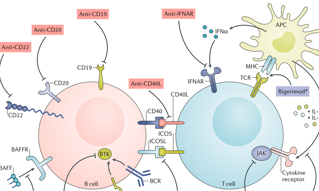 治狼有方丨SLE潜在疗法研究进展