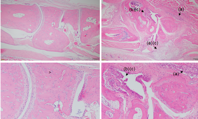 【病理专题】骨、关节组织学RA动物模型病理检测